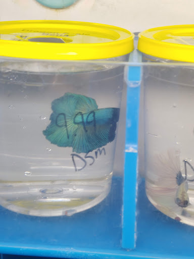 Pet Supply Store «PetSmart», reviews and photos, 13241 Gateway Center Dr, Gainesville, VA 20155, USA