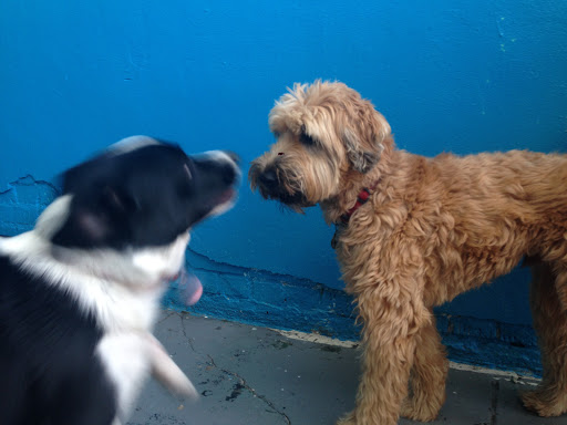 Pet Supply Store «Animal Kingdom of Santa Monica», reviews and photos, 300 Pico Blvd, Santa Monica, CA 90405, USA