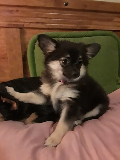 Pet Supply Store «Pet Supplies Plus», reviews and photos, 4824 Broadway St, Quincy, IL 62305, USA