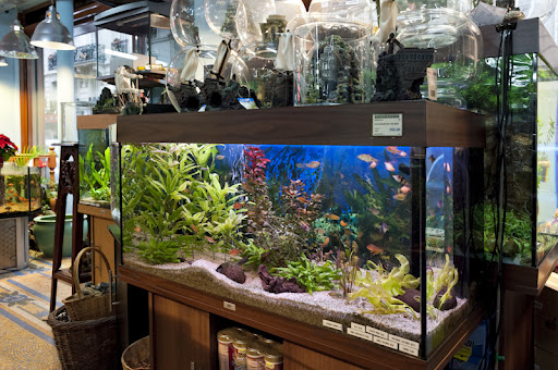 The Aquarium sarl