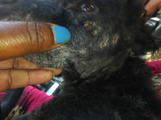 Pet Groomer «Pet Choice», reviews and photos, 4203 MacArthur Blvd, Oakland, CA 94619, USA