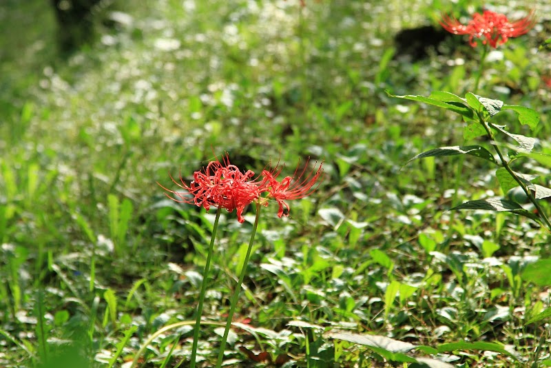 芝生広場