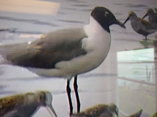 Nature Preserve «DuPont Nature Center», reviews and photos, 2992 Lighthouse Rd, Milford, DE 19963, USA