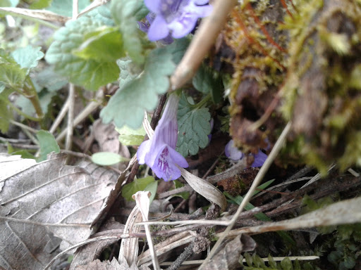 Park «Legion Disc Golf Course», reviews and photos, Boyson Trail, Marion, IA 52302, USA
