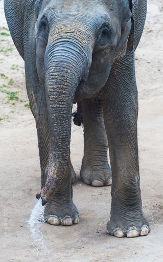 Tourist Attraction «Elephant Trails», reviews and photos, 3001 Connecticut Ave NW, Washington, DC 20008, USA