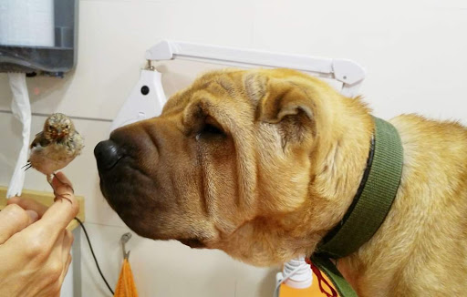 Clínica Veterinaria Món Viu Orriols en Valencia