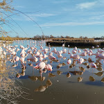 Photo n° 4 de l'avis de jean.u fait le 04/01/2024 à 19:44 pour Parc Ornithologique du Pont de Gau à Saintes-Maries-de-la-Mer