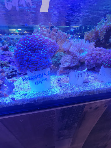 Tropical Fish Store «Saltwater Paradise», reviews and photos, 1313 W Airport Fwy, Irving, TX 75062, USA