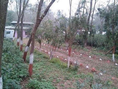 Photos of Suklaphanta Jungle Cottage