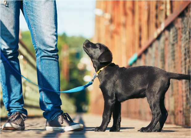 Austin Canine Academy