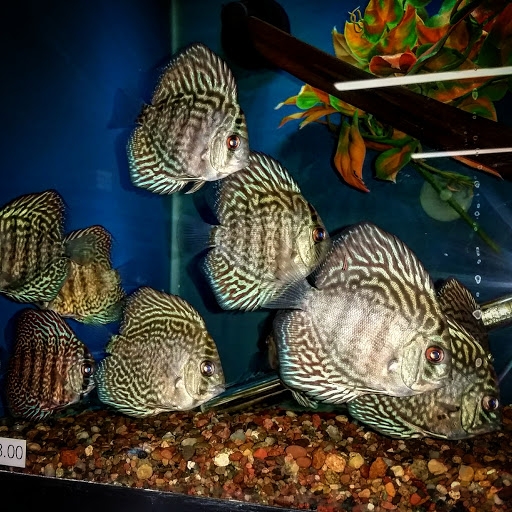 Pet Store «Gills And Thrills Pet Shop», reviews and photos, 204 E 8th St, Lockport, IL 60441, USA