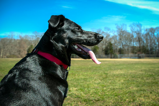Dog Park «Mt. Airy Dog Park», reviews and photos, 3006 Westwood Northern Blvd, Cincinnati, OH 45211, USA