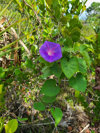 Custard Apple Trail