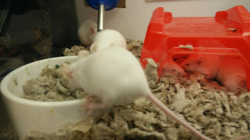 Pet Supply Store «Petco Animal Supplies», reviews and photos, 169 Parkingway, Quincy, MA 02169, USA