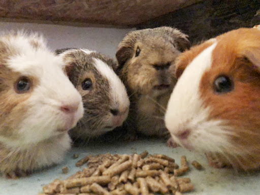 Pet Supply Store «Pet Supplies Plus», reviews and photos, 1268 N Eisenhower Dr, Beckley, WV 25801, USA