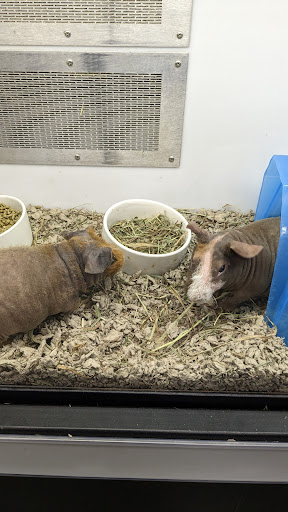Petco image