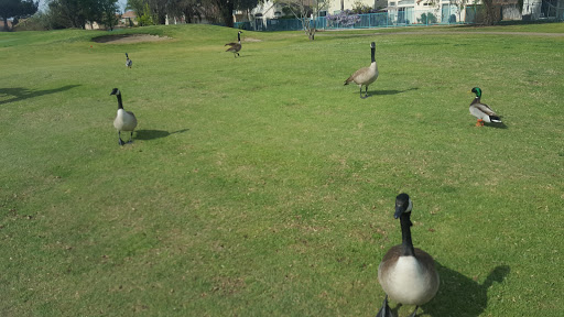 Golf Course «Lemoore Golf Course», reviews and photos, 350 Iona Ave, Lemoore, CA 93245, USA