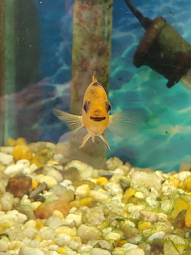 Pet Store «Southside Pet Shop», reviews and photos, 7031 Southside Dr, Louisville, KY 40214, USA