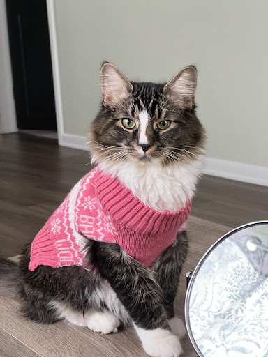 Animal Shelter «One of A Kind Pet Rescue», reviews and photos, 1929 W Market St, Akron, OH 44313, USA