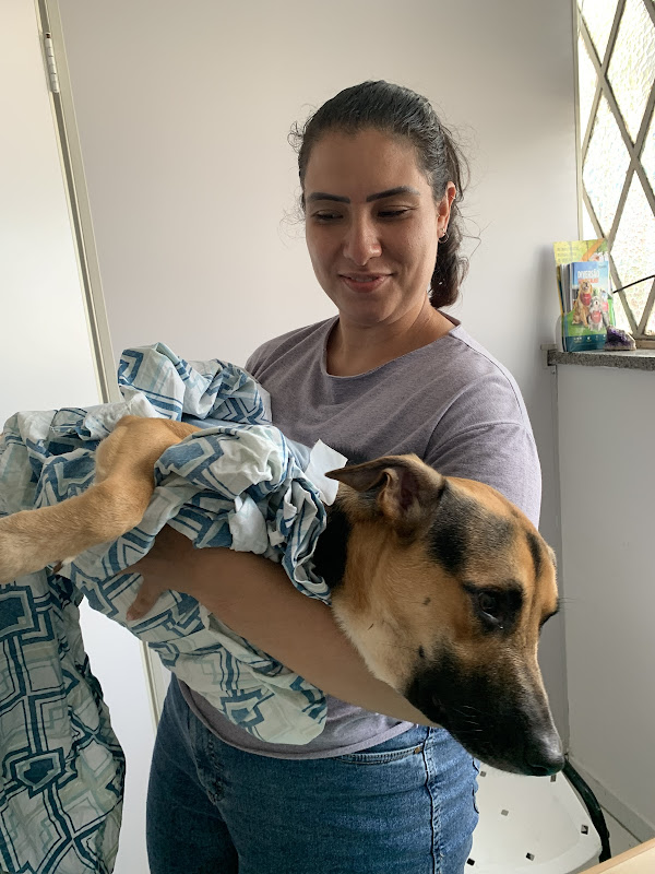 Clínica Veterinária CeciVet — O profissional veterinário em São Paulo, SP