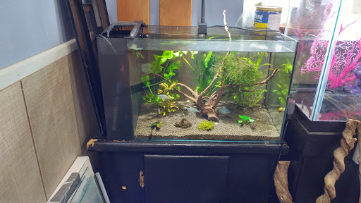 Tropical Fish Store «Belpre Aquarium & Pet Shop», reviews and photos, 1806 Washington Blvd, Belpre, OH 45714, USA