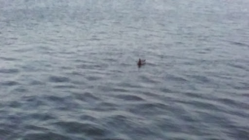 Art Center «Tempe Center for the Arts», reviews and photos, 700 W Rio Salado Pkwy, Tempe, AZ 85281, USA