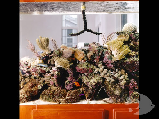 Aquarium «Aquarium Design International», reviews and photos, 9150 Belvedere Rd #110, Royal Palm Beach, FL 33411, USA