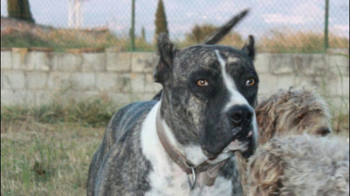 Consultorio Veterinario Tunana en San Roque