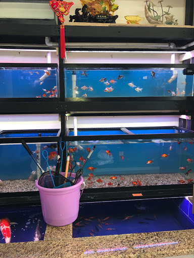 Aquarium «1st Class Aquarium», reviews and photos, 1167 Bay St, Staten Island, NY 10305, USA