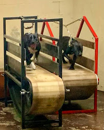 Ace Pet Shop - Photo 4 - Car repair in Newark, NJ, Staten Island