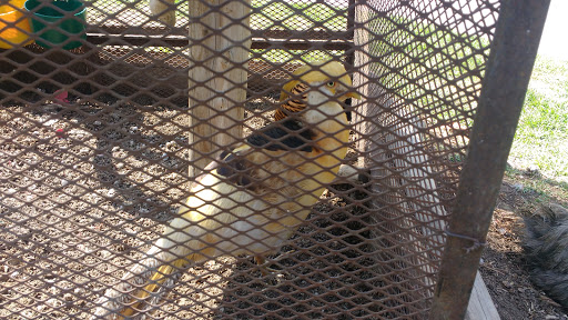 Refugio de animales Chimalhuacán