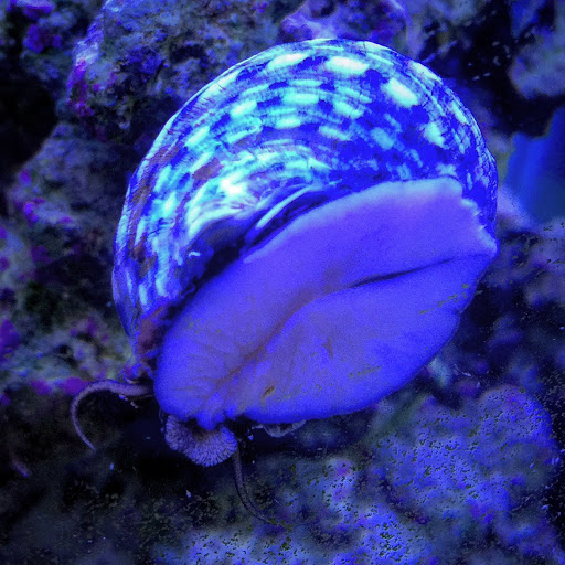 Tropical Fish Store «Hooked On Reefs», reviews and photos, 228 Hibiscus St #1, Jupiter, FL 33458, USA