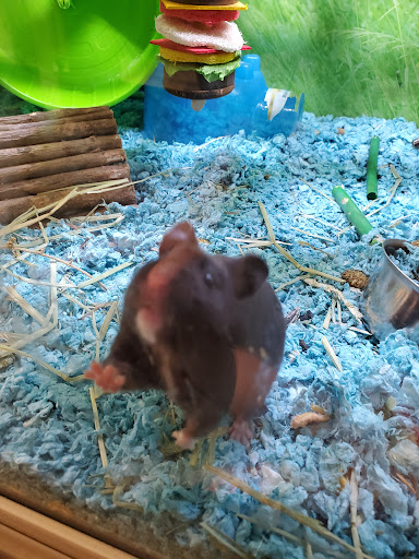 Pet Supply Store «PetSmart», reviews and photos, 4654 Milestone Ln, Castle Rock, CO 80104, USA