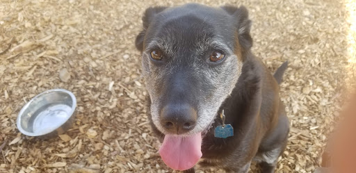 Dog Park «Stillwater MN Dog Park», reviews and photos, 148 Myrtlewood Ct, Stillwater, MN 55082, USA