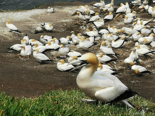 Bird protection Auckland