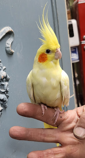 Pet Store «Louis Birds Pets & Supplies», reviews and photos, 80 Keyes St, San Jose, CA 95122, USA