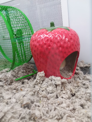 Pet Supply Store «Petco Animal Supplies», reviews and photos, 1808 Tamiami Trail a, Port Charlotte, FL 33948, USA