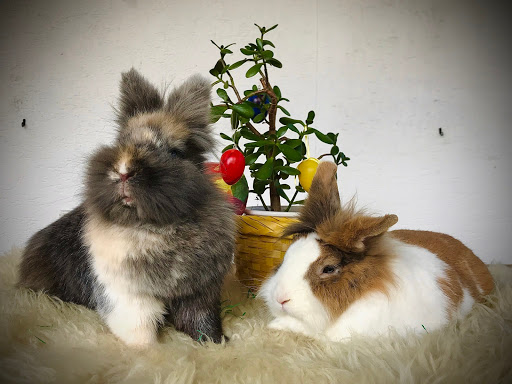 Tierarzt Traunstein - Dr. Ebenböck & Wenzel partmbB mit Kollegen unter Traunstein, Bayern