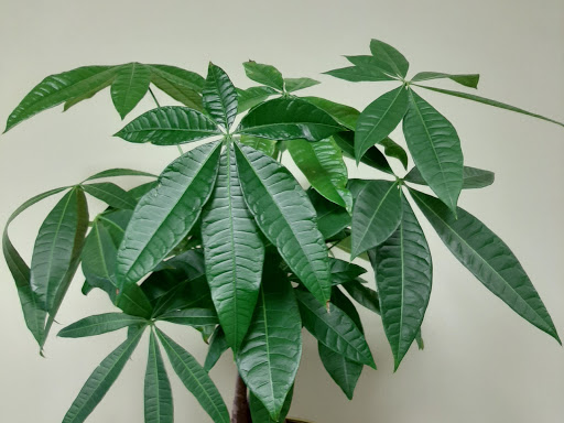 Florist «Buds Blooms & Beyond», reviews and photos, 11234 W Hillsborough Ave, Tampa, FL 33635, USA