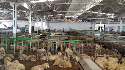 Pega Merinos Koyun çiftliği
