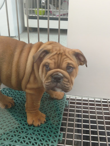 Pet Store «Petland», reviews and photos, 5470 Dixie Hwy, Fairfield, OH 45014, USA