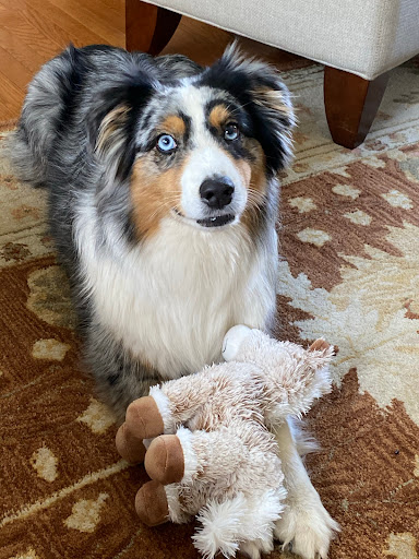 Pet Supply Store «Pet Supply Outlet», reviews and photos, 150 Spaulding Tpke, Portsmouth, NH 03801, USA