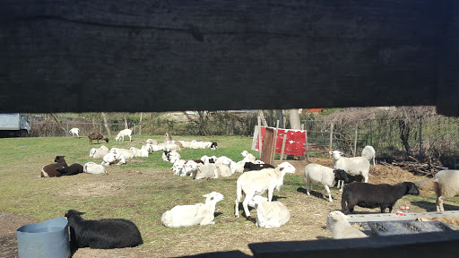 Butcher Shop «Lebanese Butchers Slaughterhouse», reviews and photos, 241 W Shirley Ave, Warrenton, VA 20186, USA