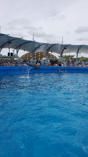 Tour Agency «Miami Swim With Dolphin Tours», reviews and photos, 247 SW 8th St, Miami, FL 33130, USA