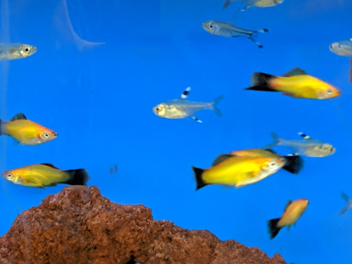 Pet Supply Store «Petco Animal Supplies», reviews and photos, 11331 W Broad St #151, Glen Allen, VA 23060, USA