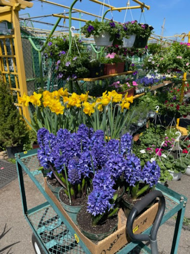 Florist «Dutch & Olgas Greenhouse», reviews and photos, 1285 NJ-36, Hazlet, NJ 07730, USA