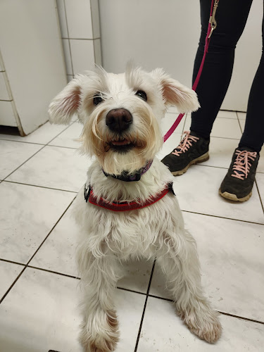 Comentarii opinii despre Centrum Állatorvosi Rendelő és Állatpatika