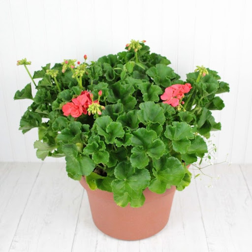 Florist «Midwood Flower Shop», reviews and photos, 2415 Central Ave, Charlotte, NC 28205, USA