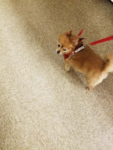 Pet Supply Store «PetSmart», reviews and photos, 263 Midway Blvd, Elyria, OH 44035, USA