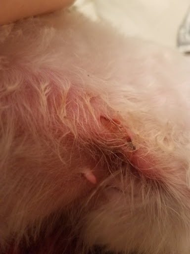 Pet Supply Store «Petco Animal Supplies», reviews and photos, 190 Quality Dr, Hooksett, NH 03106, USA